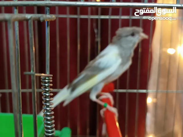 فحلين تبارك الرحمن اهالي فراخ مزبن وصوت