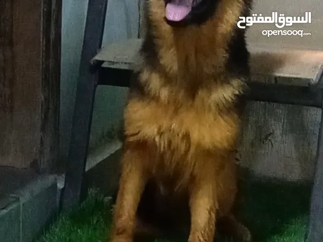 للبيع نثيه جيرمان شيبرد لونق هير شولاين العمر 5 شهور