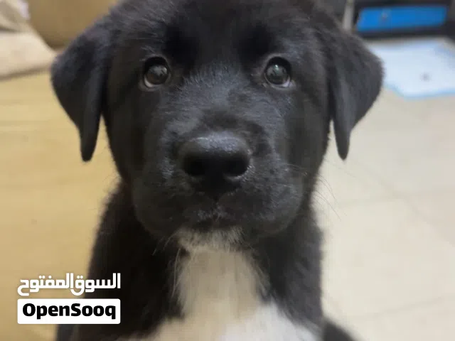 akita puppy
