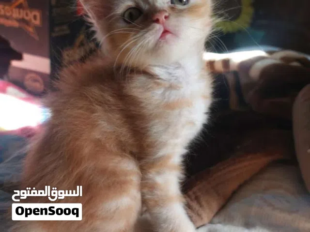 قطط شيرازي من عمر شهرين لحد سنتين اكثر من20 قطط اكو ايناث واذكور