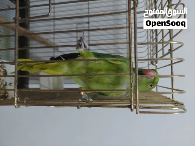للبيع متوه اليفة مع القفص