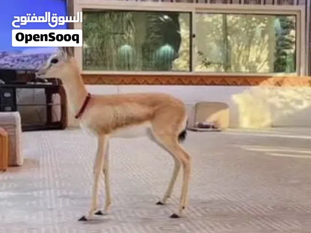غزال الريم للبيع