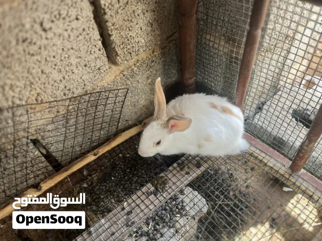 السلام عليكم ارانب للبيع