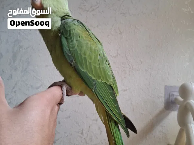 للبيع ببغاء نيبالي هجين اليف