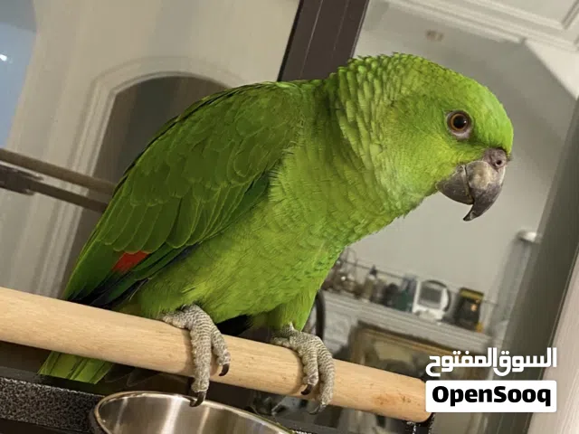 امازون يلوناب سوبر جامبو يتكلم على ايدك - مورد من ( ايطاليا )
