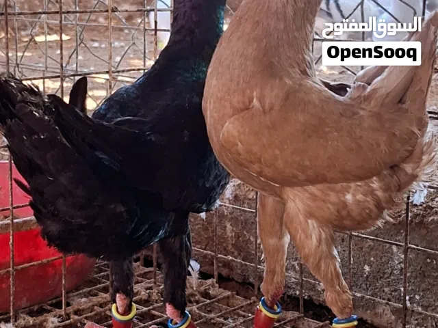 حمام زينة ازواج وحجول زينة للحمام