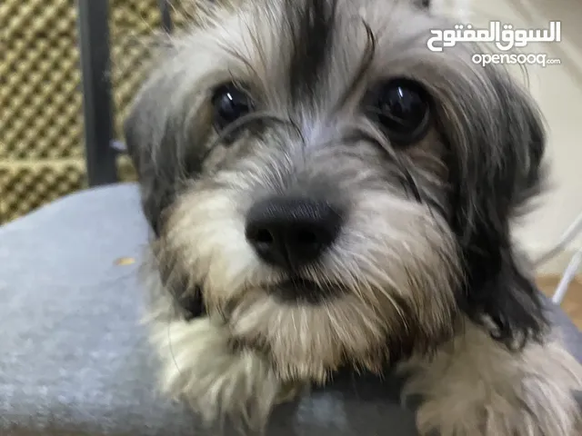 Maltese girl