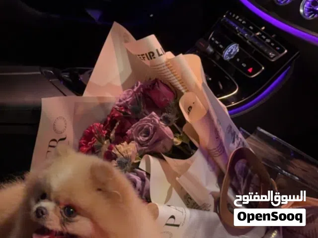 للتبني بسبب ظروف الدوام وماعندي وقت اهتم فيها