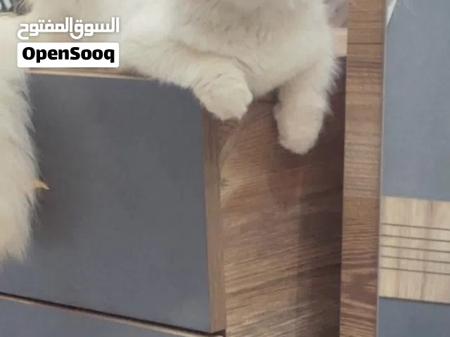 سكوتش فولد عمره اقل السنه بصحه جيده مع دفتر لقاحات