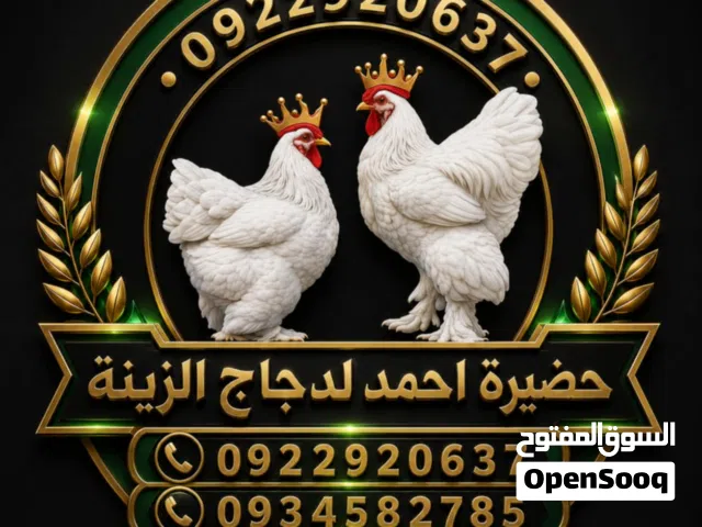 دجاج للبيع