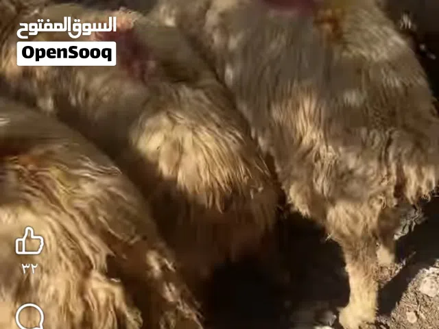موجود ضحياخراف طيبه وزن ثقيل