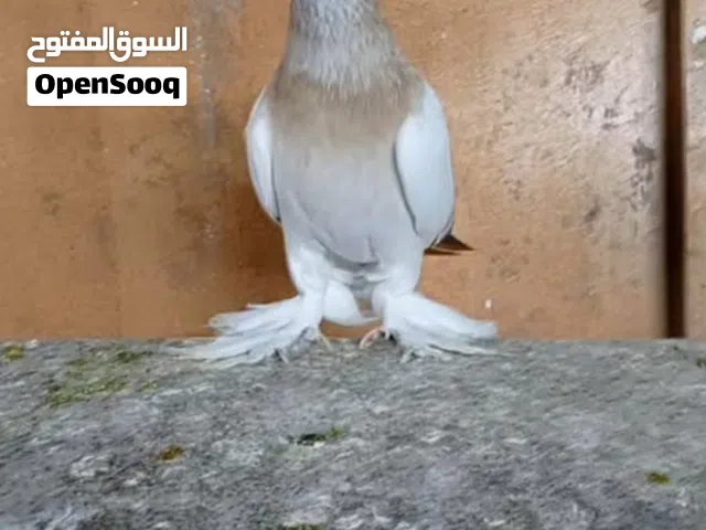 متاح جواز وفحول وطواير