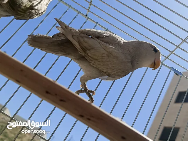 جوز روز اينو عين حمرة وز ماربلد مخاليف وجه شغل طيرة اينو