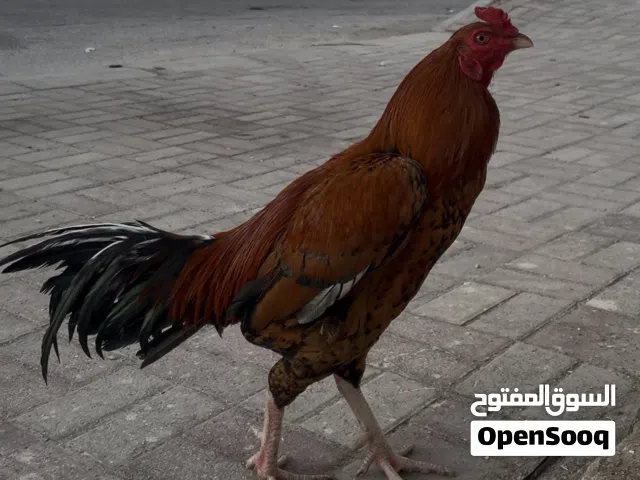 ديك للبيع- صلاله