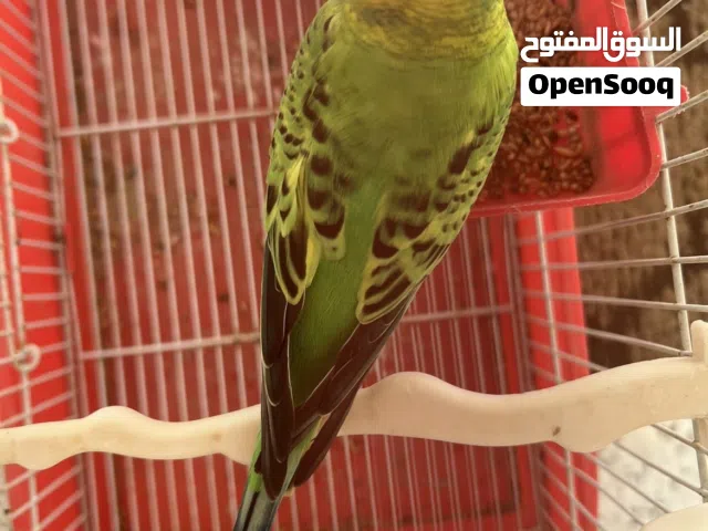 ذكر بقلينو جاهز وناشط ربي يبارك