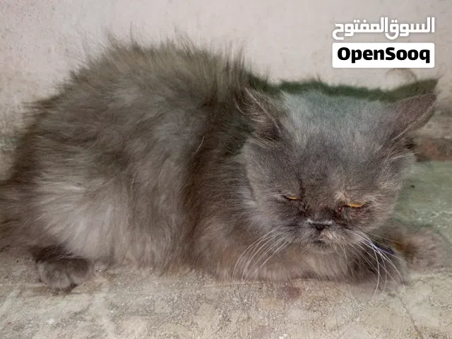 قطه أنثى اليفه