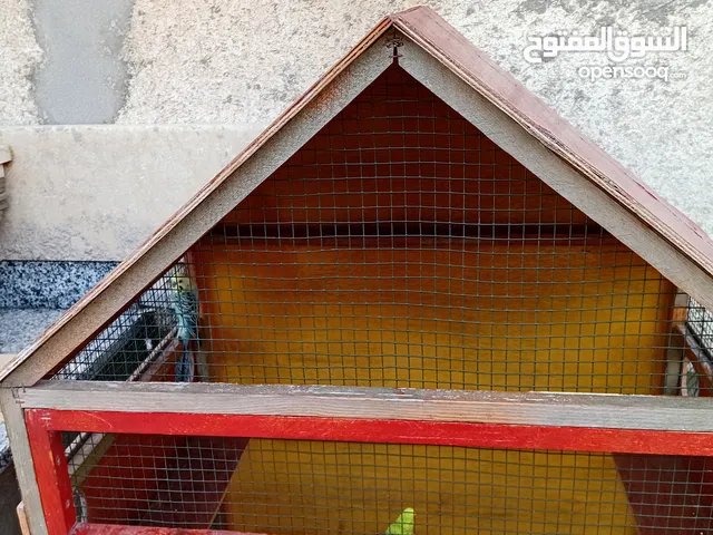 سزنة عصافير درجة اولي