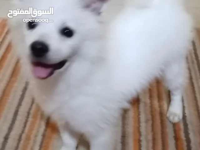 Very good dog for sell