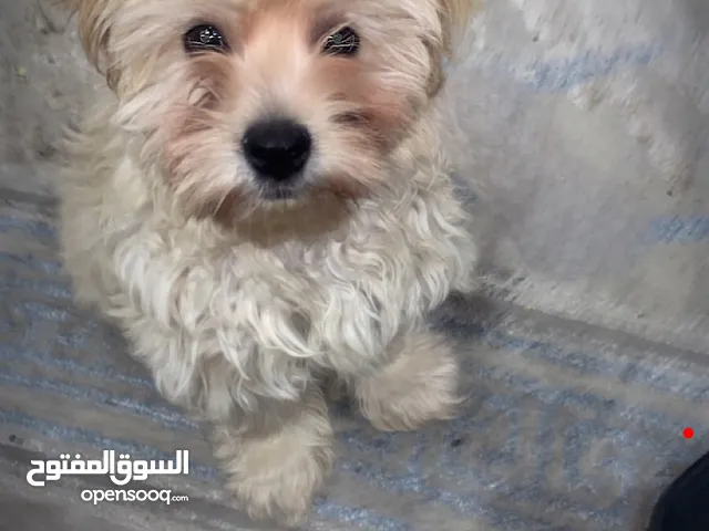 كلب صغير لسا