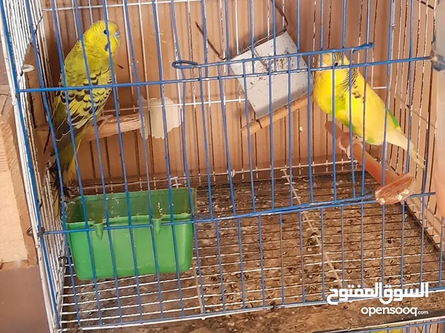 عصافير استرالي قصوص