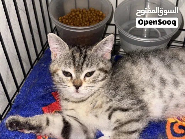 قطط شيراز للبيع