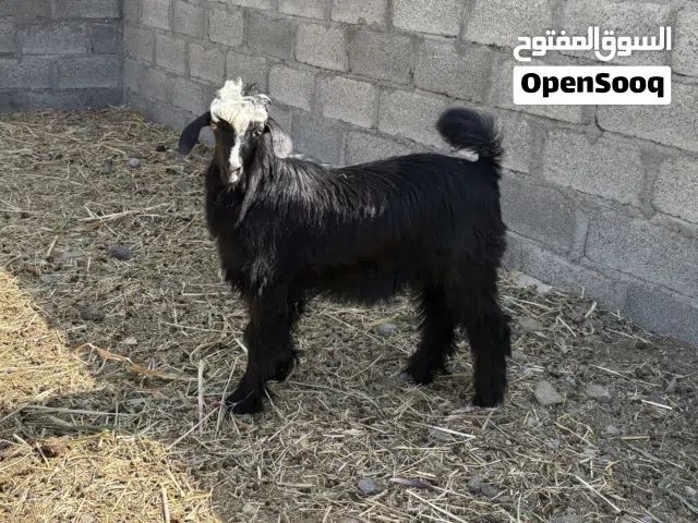 للبيع تيس بسعر مناسب جداً