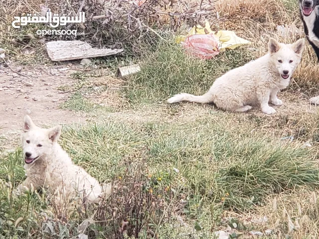 اقوى عرطه اثنين كلاب مالتيز عمر شهرين سعر الواحد 13 الف