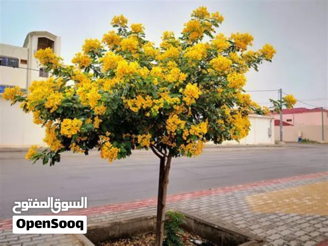 مطلوب شجرة اكساياI want an acacia tree