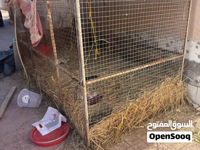 قفص لطيور حجم متوسط القفص ممتاز لطيور والحيوانات