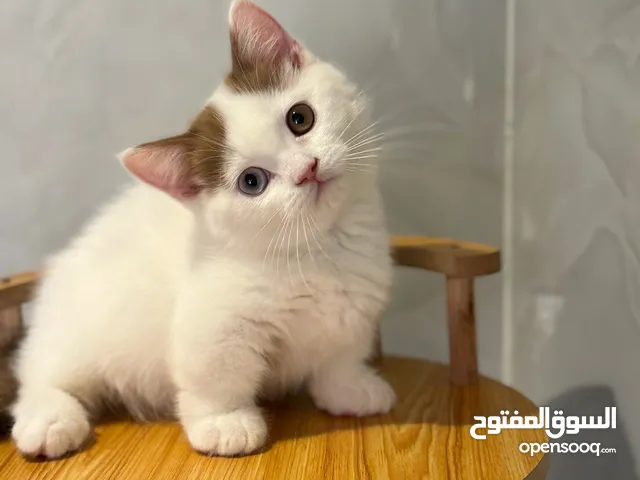 Wcf / munchkin blue eyes / cinnamon bi color