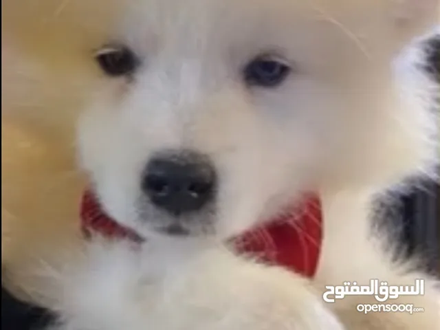جراء سامويد