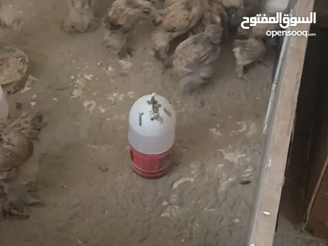 صيصان براهمي للبيع
