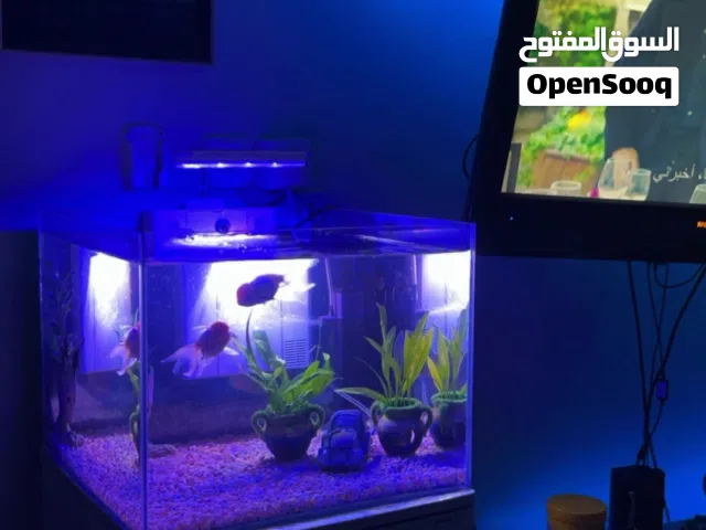 حوض سمج كبير للبيع