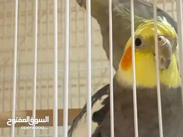جوز كروان ذكر متكلم يغني وحركات في مكه