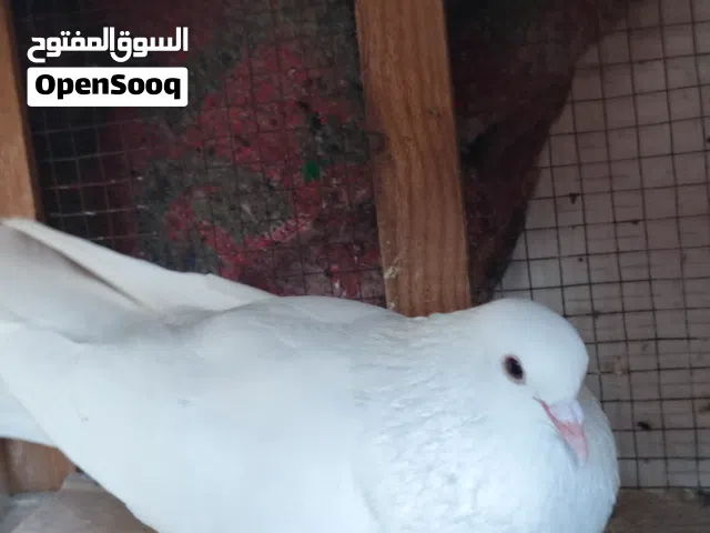 دكر يمني شمعه