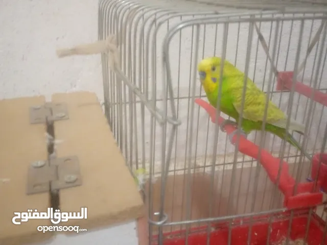 عصافير الحب عصافير