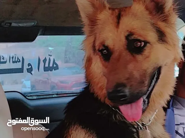 كلاب جيرمن اصيله