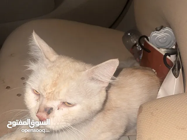 للتبني بدون رسوم