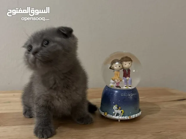 انثى برتش فولد