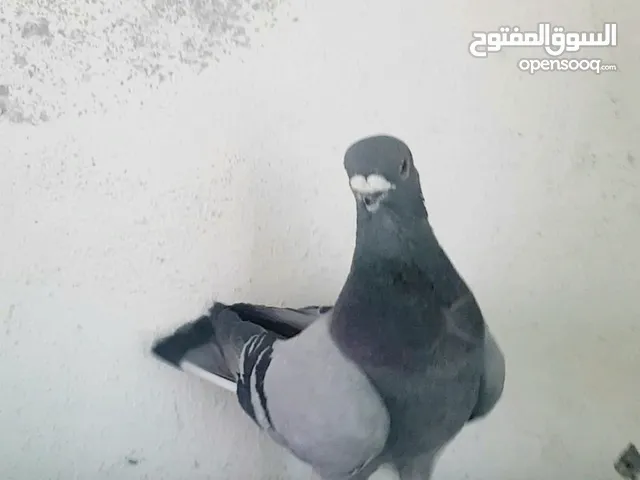 بولندي ازرق فحل طير زق وجه قطش مستوى واضح شغال