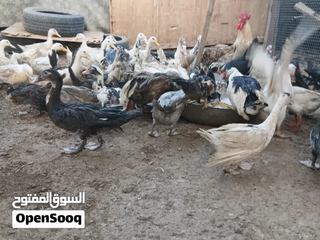 للبيع بط منتج