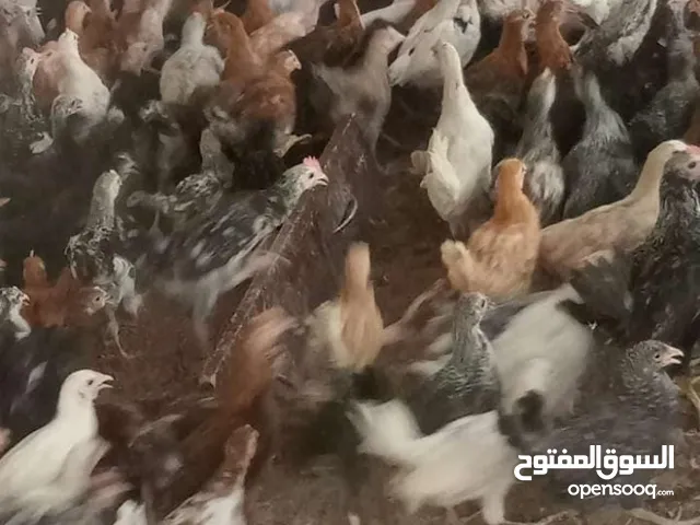 دجاج عماني للبيع