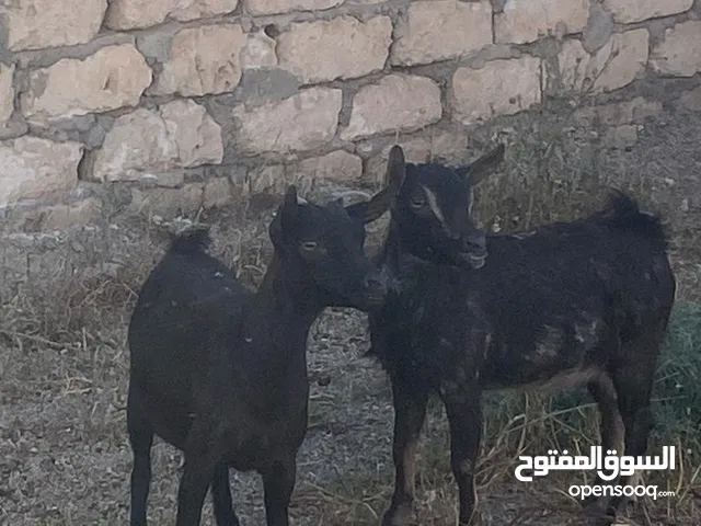 معيز كردي للبيع