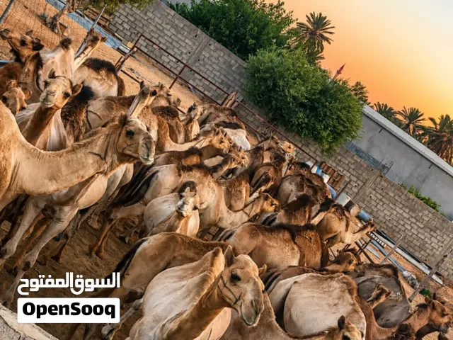 قعدان وجمال ربي يبارك