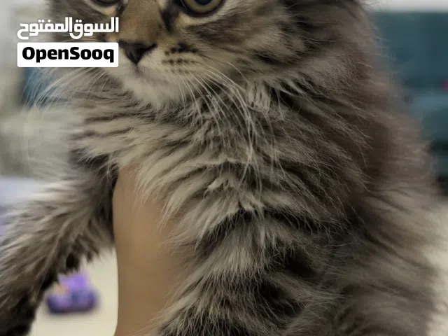 قط للبيع ا