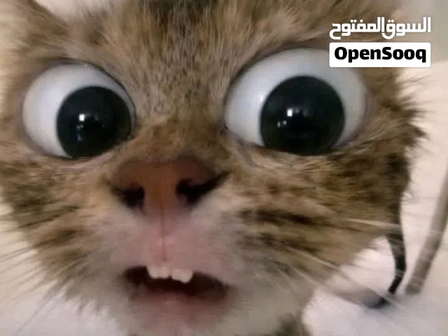 خدمات طلاء منازل