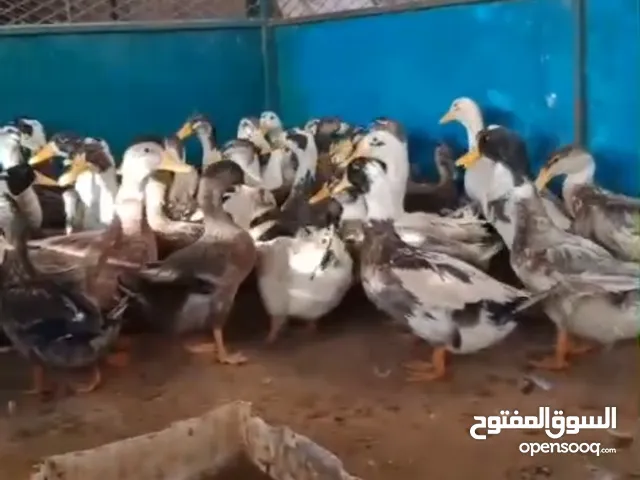 بط محلي ذكر