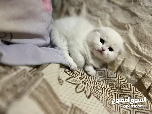 قطط سكوتش فولد