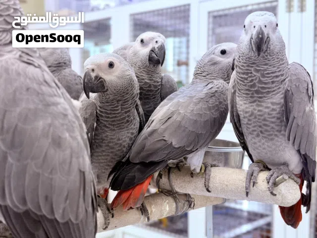 Friendly Pet Birds Available