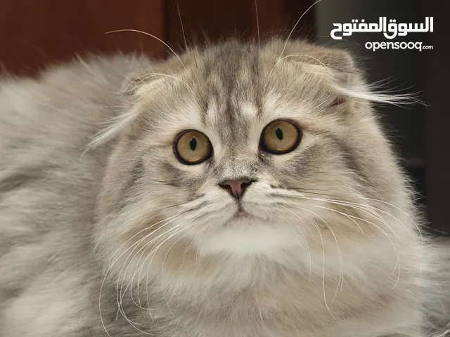 Scottish Fold
